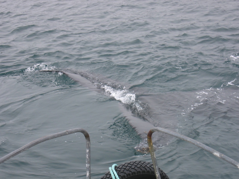 Pukkelhval - close encounter - Greenland 2005