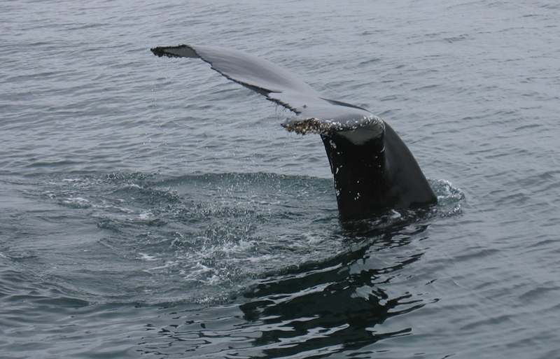 Pukkelhval - hale - Greenland 2005
